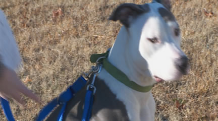Instant trainer dog leash discount