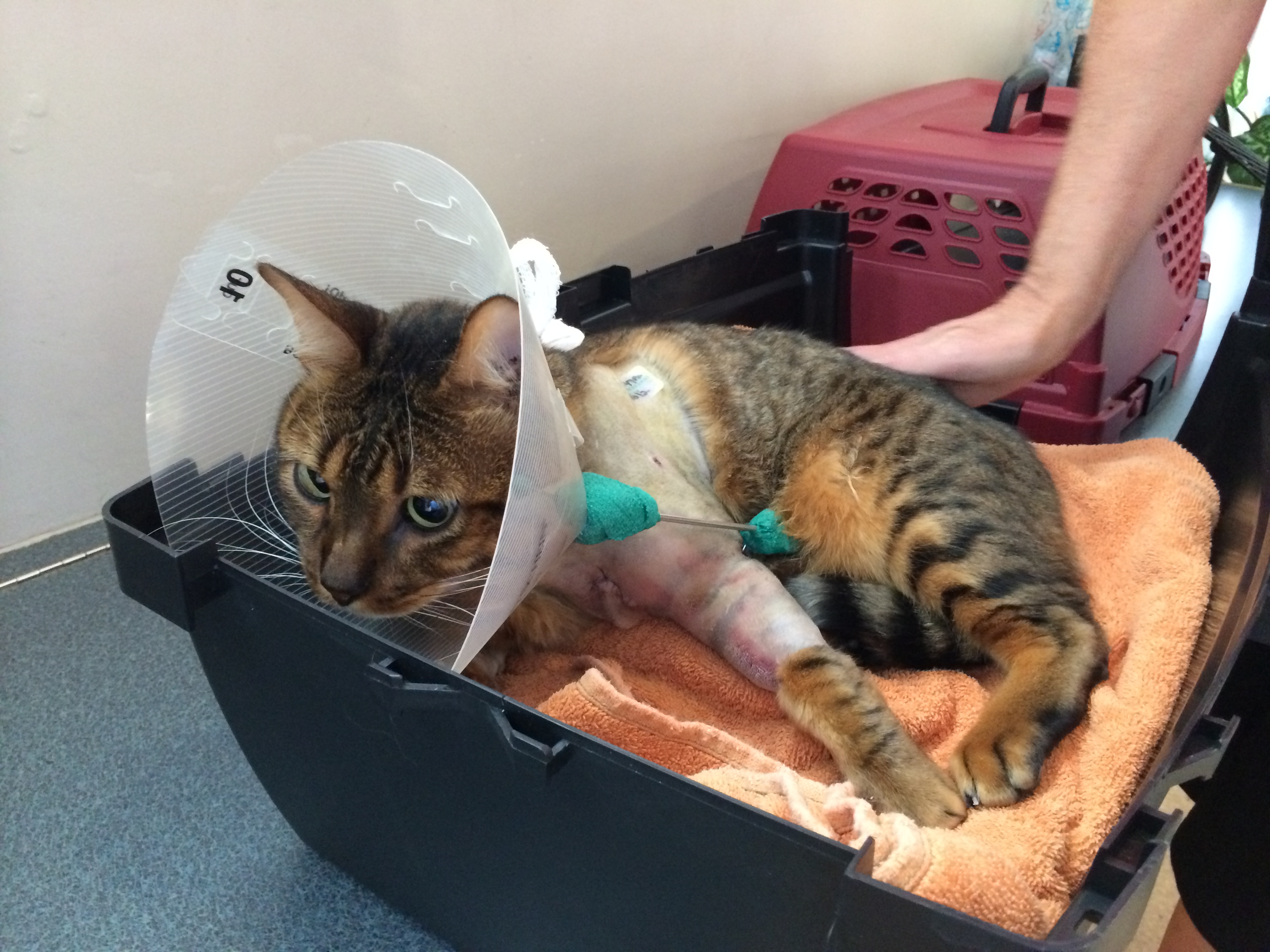 Beach cat undergoes surgery after being shot by air gun | 13newsnow.com