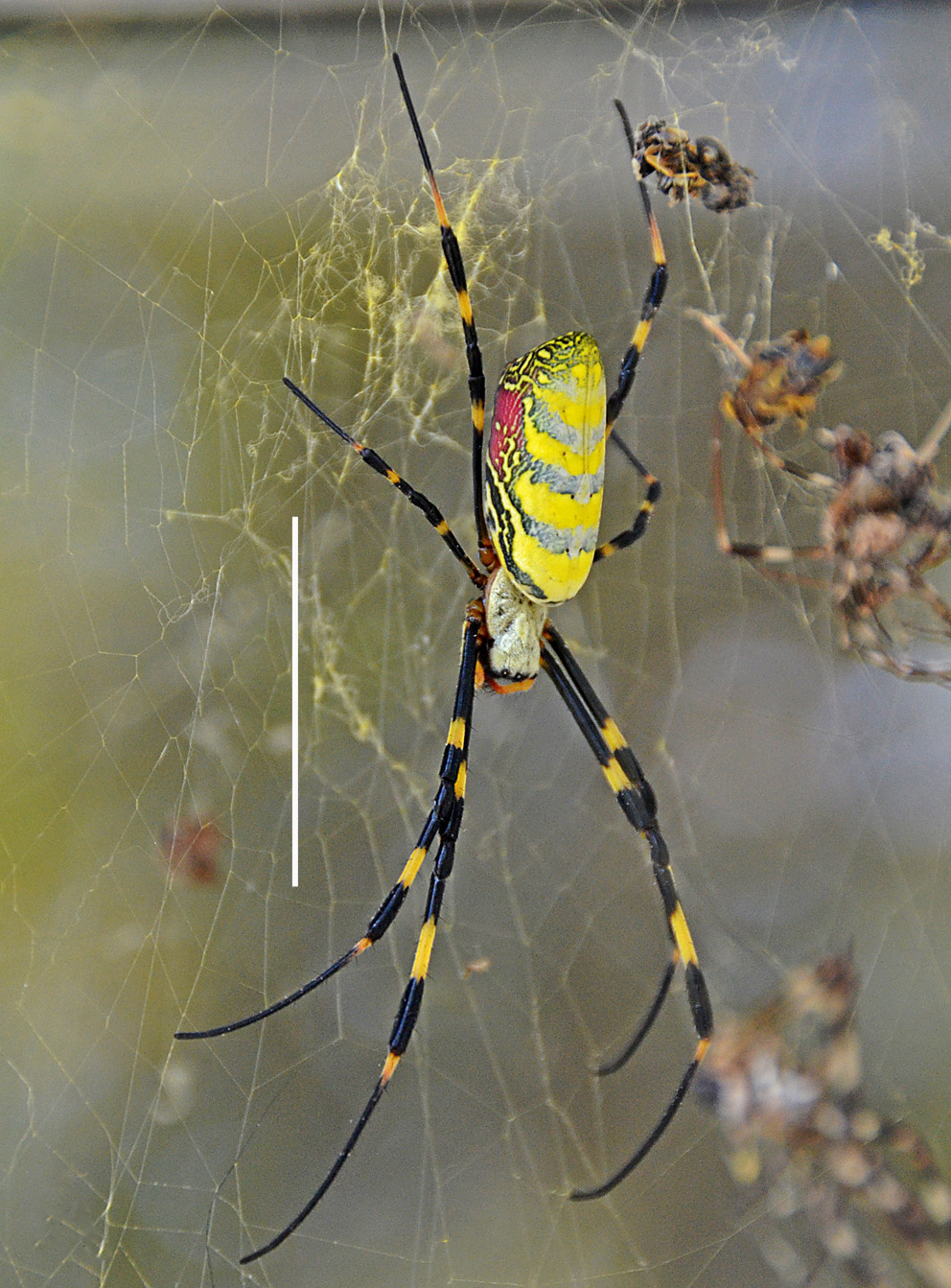 Spider species makes 1st U.S. appearance | 13newsnow.com, image size:992x1343