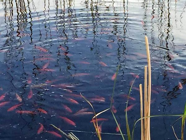 How these 3,000 plus goldfish are threatening a whole lake