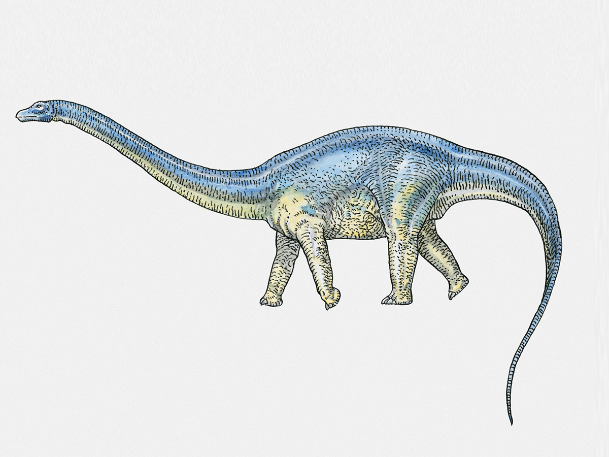 Brontosaurus Is Back Study Says 13newsnow