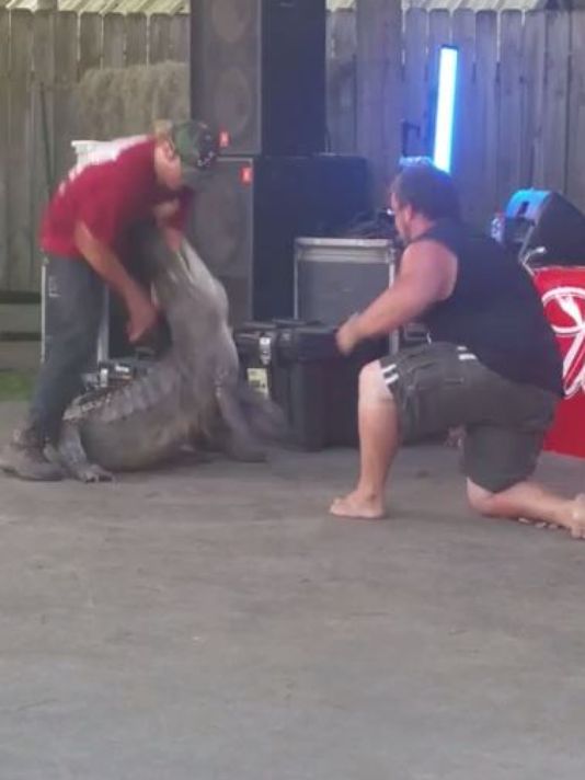 Men play with alligator (you know how this story ends)