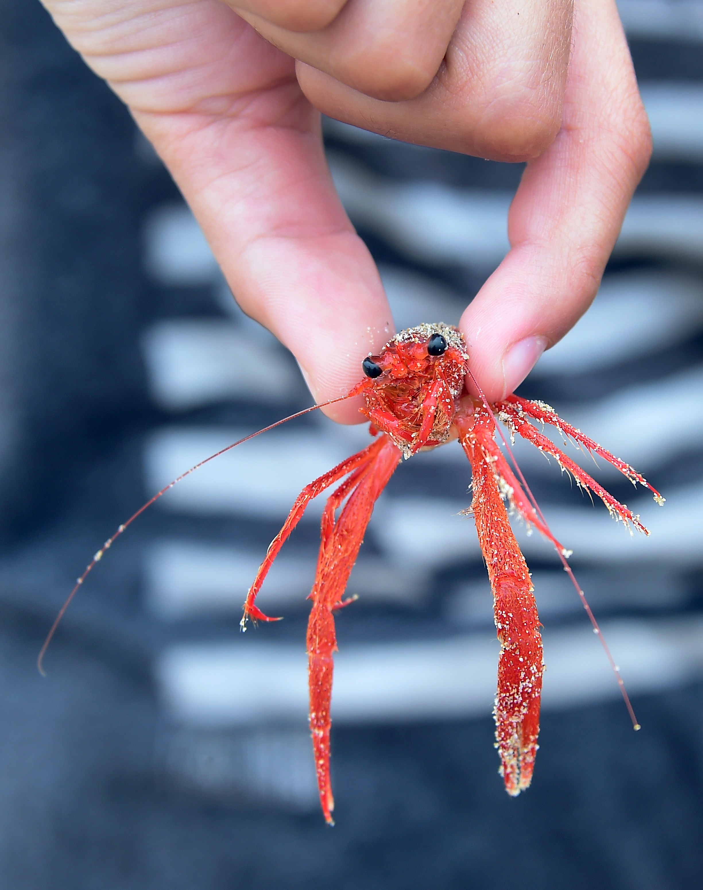 Red tuna crabs invade Southern California shores