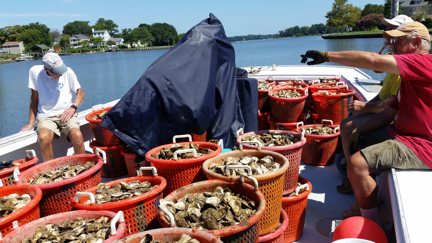 Millions of oysters going into Lafayette River