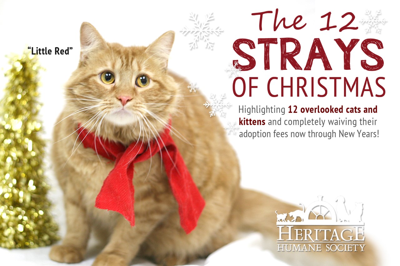 Heritage Human Society presents '12 Strays of Christmas' to promote