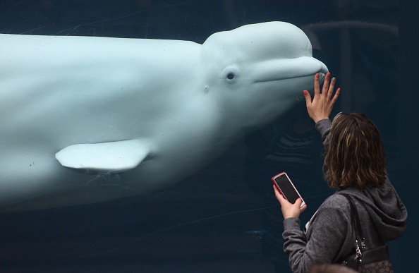 Beluga Whale Dies At SeaWorld Orlando Shortly After Birth | 13newsnow.com