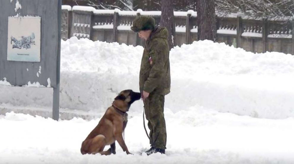 russian army dog breeds