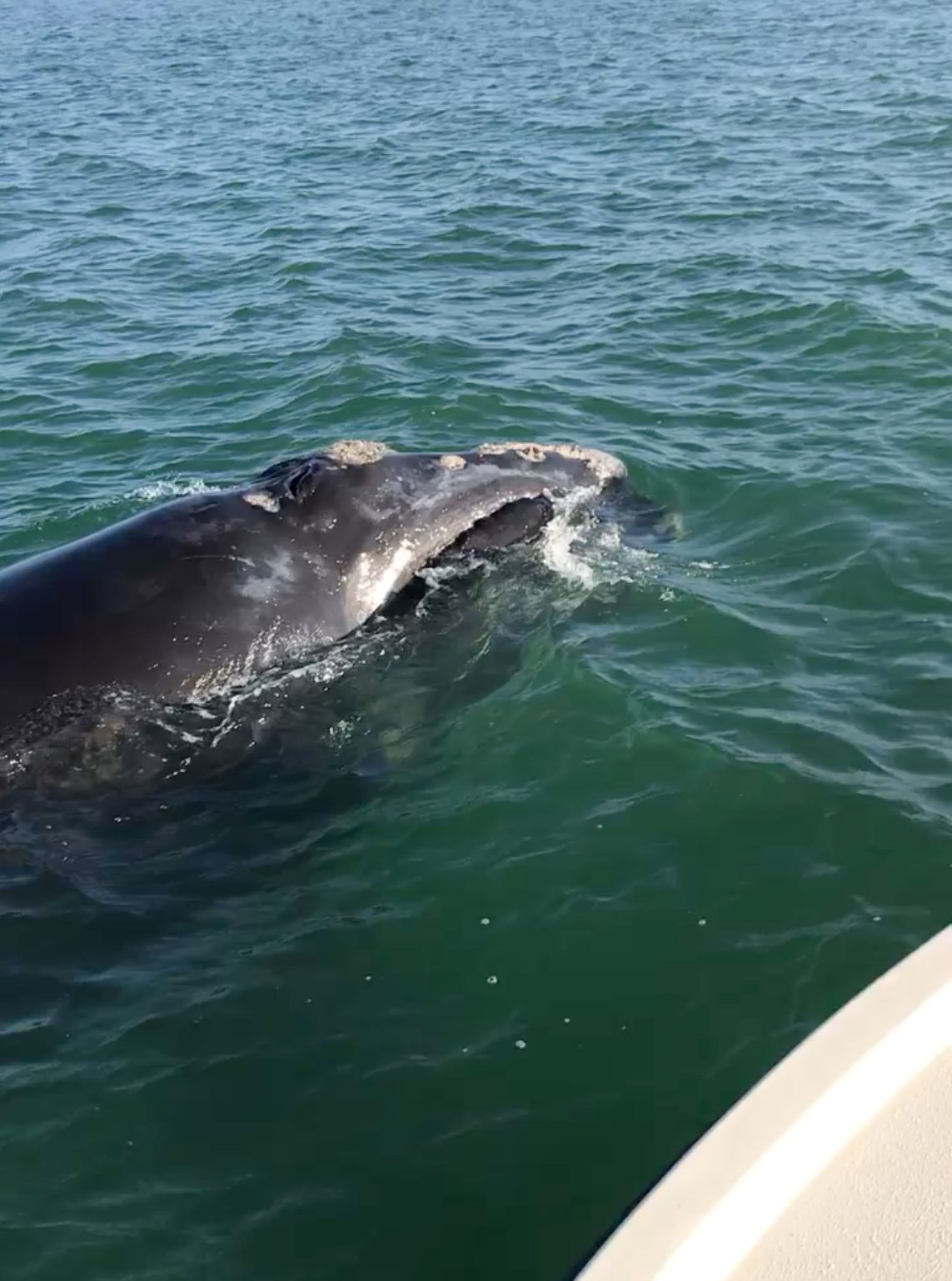 Endangered Right Whale Found Dead Off Virginia Coast | 13NEWSNOW.com