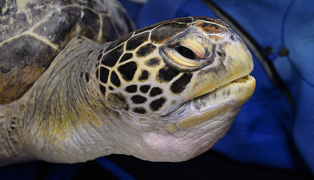 Threatened sea turtle run over while nesting on Outer Banks | 13newsnow.com