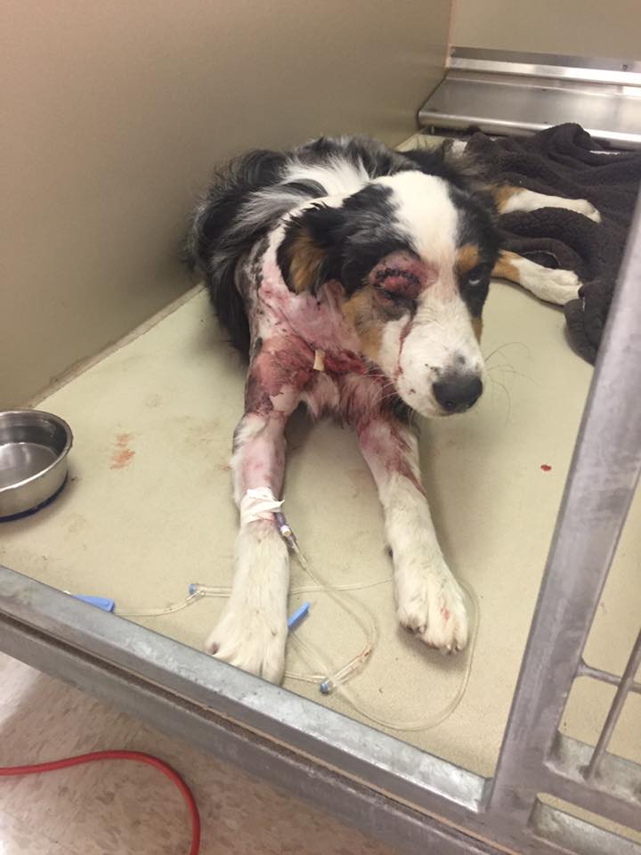 Owner speaks out after dog injured at kennel dies | 13newsnow.com
